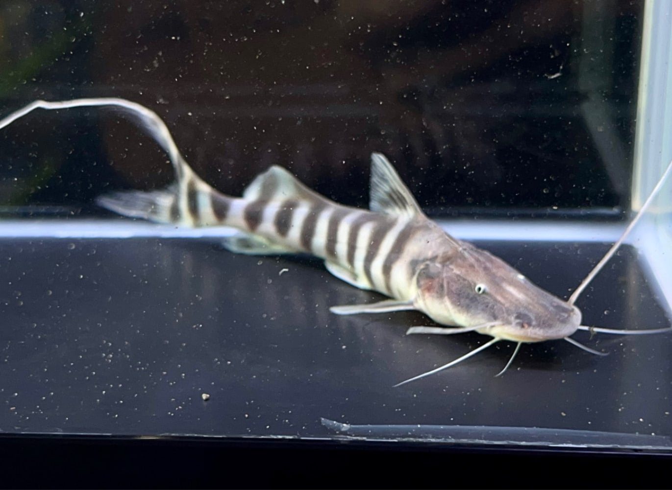 ゼブラキャット約20cm