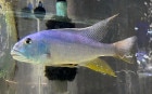 Ari.ꥹƥ 20cm
