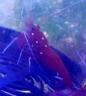 �����󥫻����ۥ磻�ȥ��å�����M������
