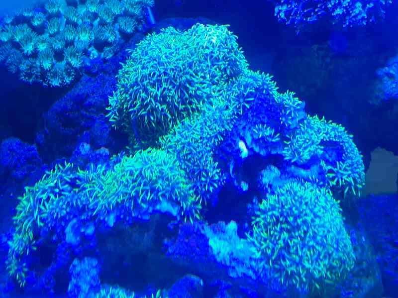 沖縄産 スターポリプsp グリーンB XLサイズ | 海水（生体