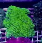 �֥꡼�ɡ��������ݥ�ף�𡡥ͥ����꡼��M������
