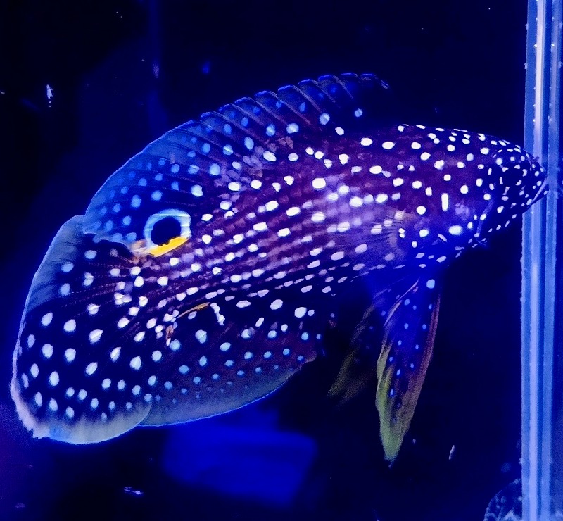 バリ産 シモフリタナバタウオ 8cm± | 海水（生体）,その他海水魚