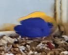 ���컺�����ʥ���ꥹ���ᡡ3.5cm��