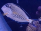 �ȳ��������ϡ��륵������� ����cm��