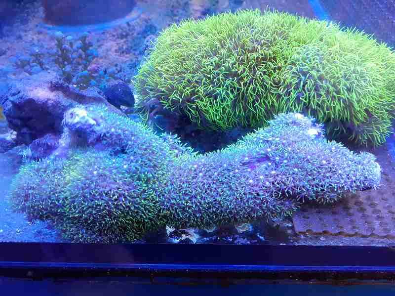 沖縄産 スターポリプsp グリーン MLサイズ | 海水（生体）,ソフト