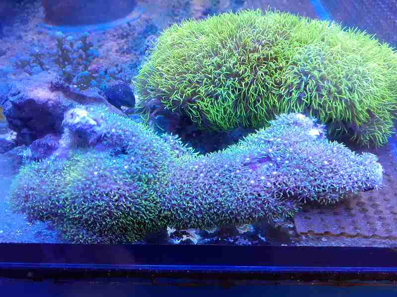 沖縄産 スターポリプsp グリーン MLサイズ | 海水（生体）,ソフト