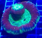 �����Хʥ��󥴡����ڥ����ޥ��B��M������