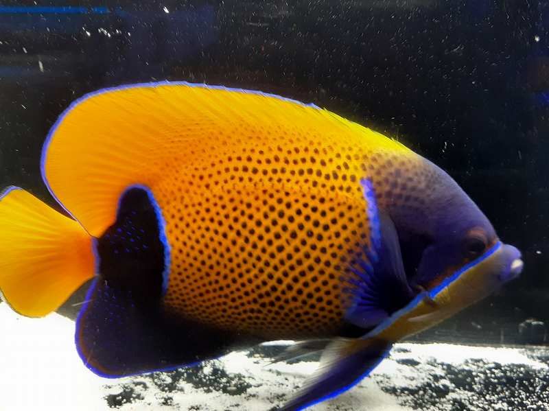 バリ産 イナズマヤッコ成魚 15cm± | 海水（生体）,ヤッコ/チョウ