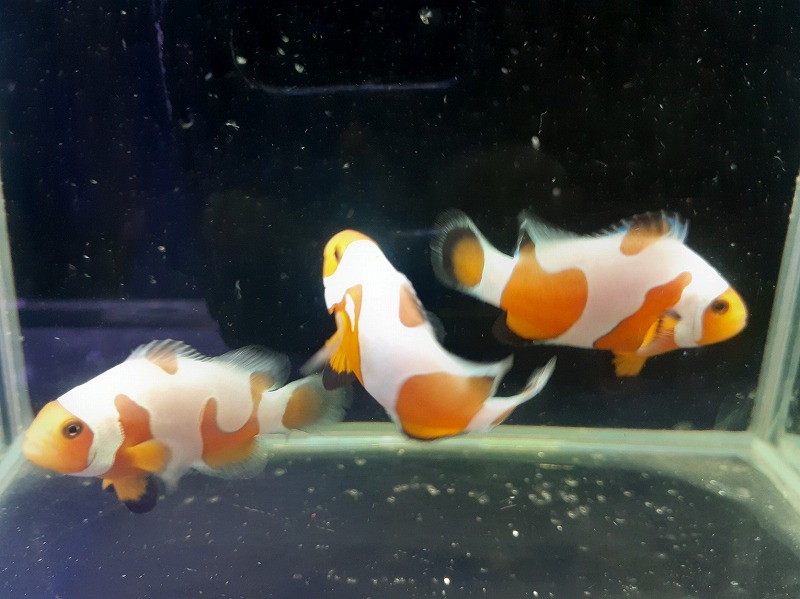 カミハタブリード ダビンチオセラリス 3cm± | 海水（生体