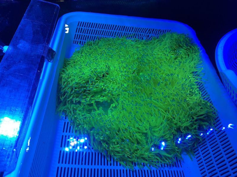 ���컺�����󥸥奤��������㥯������������֥롼�������ѡ�