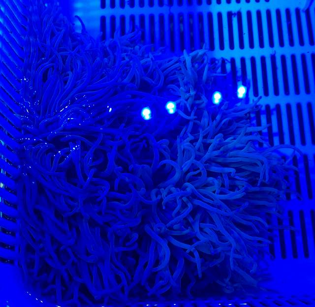 シライトイソギンチャク　#海水生体　#海水魚　#水槽 ⭐️シライトイソギンチャク⭐️ I got a new sea anemone 🪸 Finally