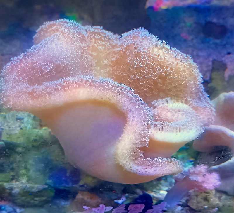 沖縄産 ウミキノコ Mサイズ | 海水（生体）,ソフトコーラル