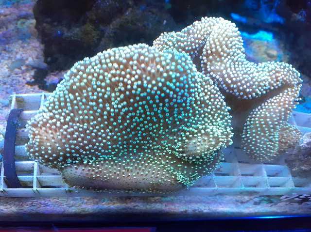 沖縄産 ウミキノコポリプグリーン Mサイズ | 海水（生体）,ソフト