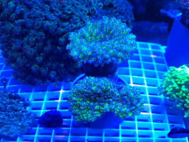 熱帯魚海水魚サンゴ タコアシブランチ タコアシサンゴ リバースグリーン ブランチMサイズ | 海水(生体