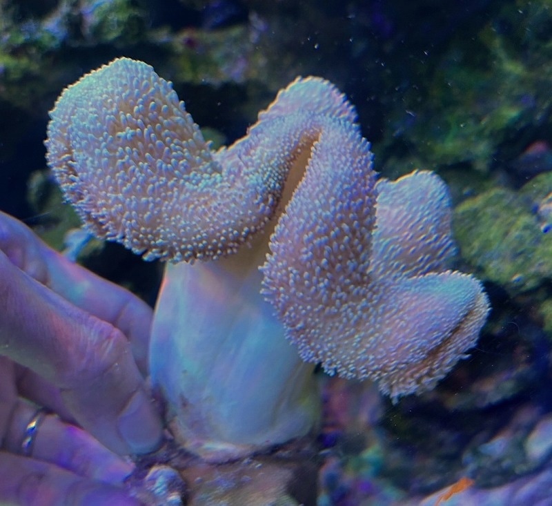 【オーストラリア産】ウミキノコ 沖縄産オオウミキノコ Mサイズ | 海水（生体）,ソフトコーラル