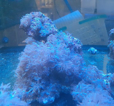 パクパクウミアザミ　XL 沖縄産 パクパクウミアザミ Lサイズ | 海水（生体）,ソフトコーラル