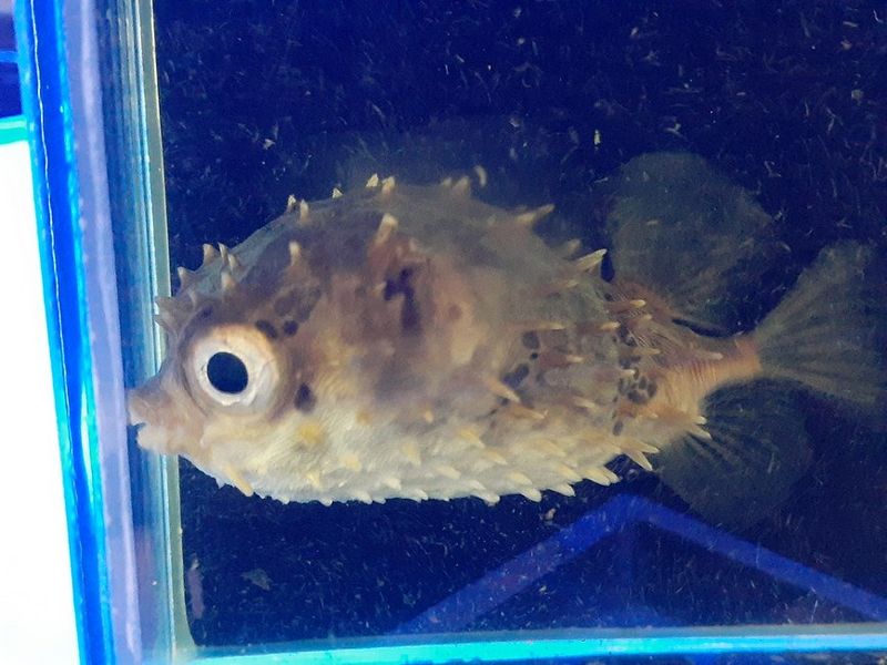 メイタイシガキフグ 10cm± | 海水（生体）,その他海水魚