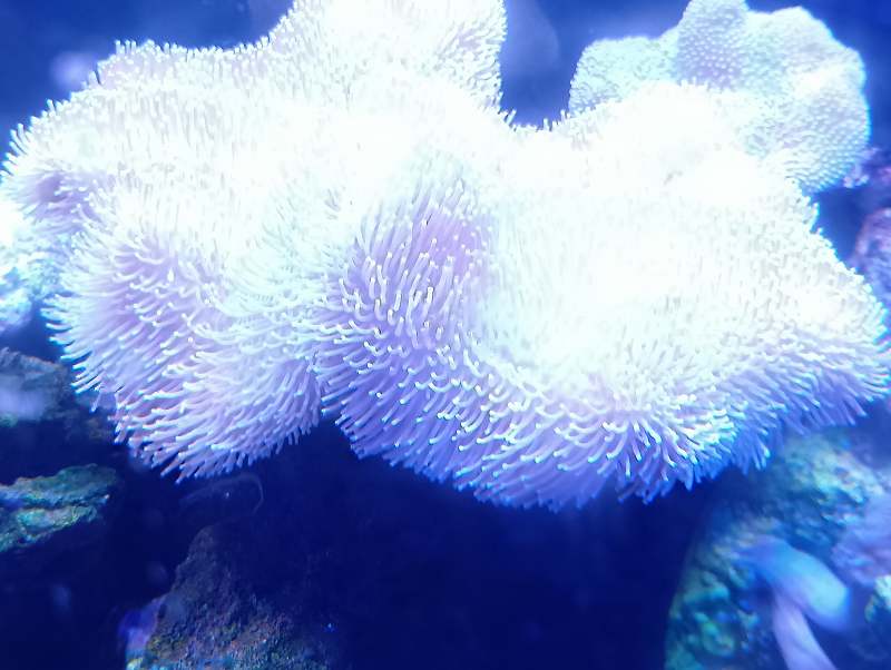 沖縄産オオウミキノコ（ロングポリプ？）薄グリーン XLサイズ | 海水