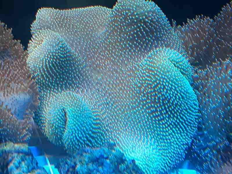 沖縄産 オオウミキノコ（ポリプグリーン）ロングポリプ？ MLサイズ