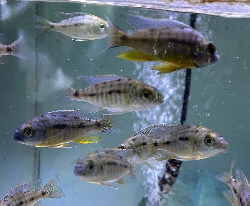 熱帯魚　アフリカンシクリッド 　オス１匹　メス1匹（ペア）プロトメラス　スピロノータス　タンザニア　若魚 7cm ドイツブリードF1 Ｎｏ1 熱帯魚 アフリカンシクリッド オス1匹 メス1匹（ペア）プロトメラス