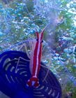 �����󥫻��������󥯥�����ס�M������