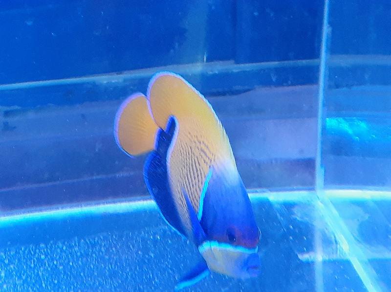 バリ産 イナズマヤッコ成魚 11cm± | 海水（生体）,ヤッコ/チョウ