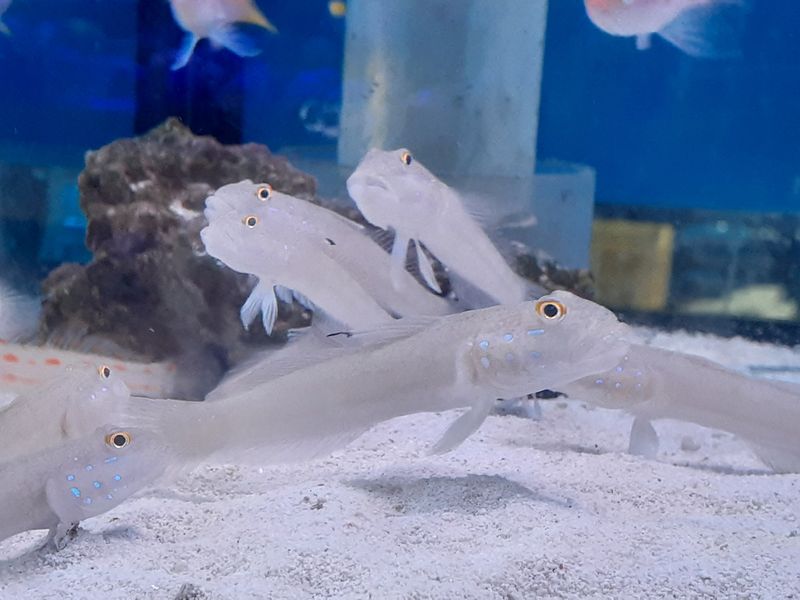 �ߥ����ޥϥ�