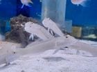 �ߥ����ޥϥ�