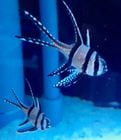 �Х껺���ץƥ�ݥ��󥫥��ǥ�ˡ����������