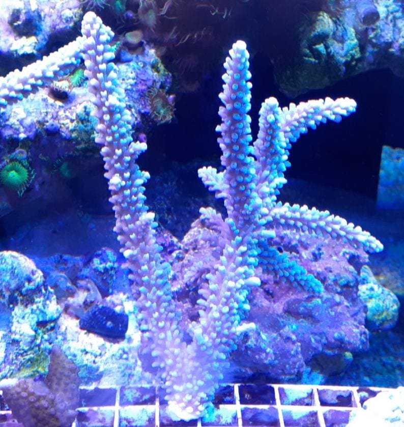 スギミドリイシ ブルーB Lサイズ | 海水（生体）,ミドリイシ/コモン