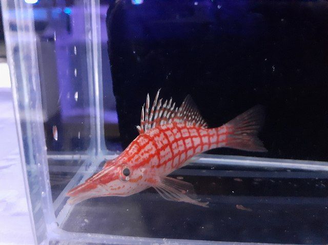 クダゴンベ 5cm± | 海水（生体）,小型魚（クマノミ/スズメ/ハナダイ