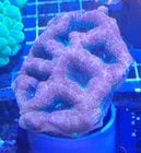 OG�����ܥ��Х󥭡������󥿡�Gr�ѡ��ץ륨�å���M������