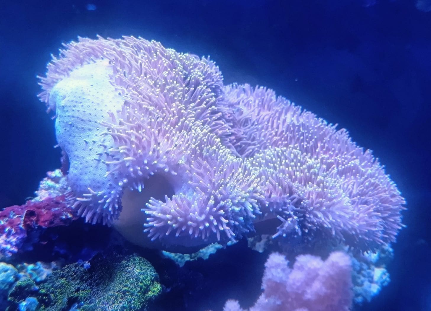 沖縄産オオウミキノコ （ロングポリプ） Lサイズ | 海水（生体