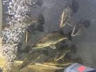 �����ᡡ18�ѡ�