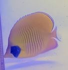 �ȳ�����������ǥ�Х��ե饤�ե��å��塡���������