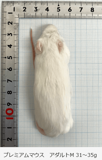 プレミアム冷凍マウス | 冷凍マウス 他 | エキゾチックアフリカ