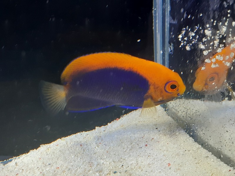 アフリカンピグミーエンゼル　1匹　特別お値下げ価格、今のみ6250円、状態良餌粒餌、ホワイトシュリンプ等 アフリカンピグミーエンゼル - 海水魚・小型水槽・人工ライブロック