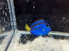 �Х껺���ʥ�襦�ϥ���3.5cm��