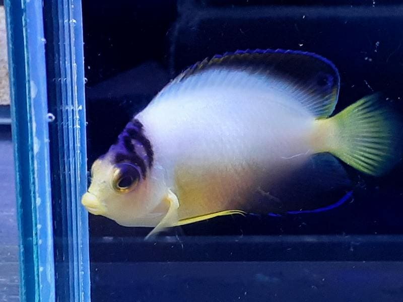 マーシャル産 マルチカラーエンゼル 6cm± 超特価！！ | 海水（生体