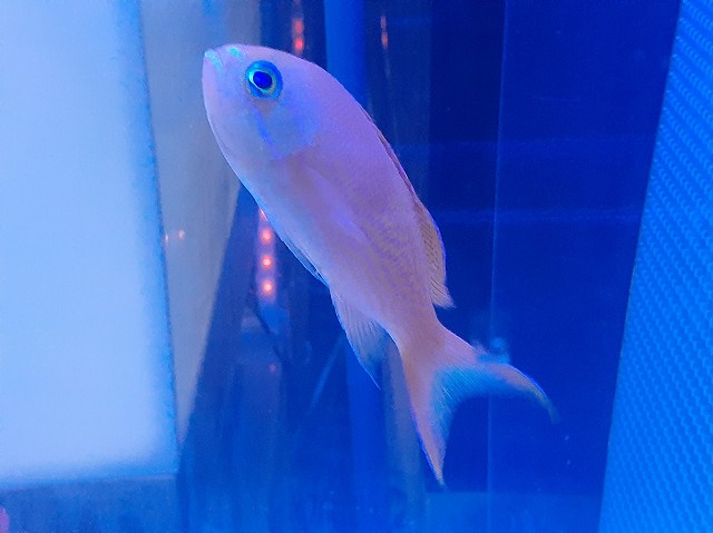 国内産 ナガハナダイ メス 14cm± | 海水（生体）,その他海水魚