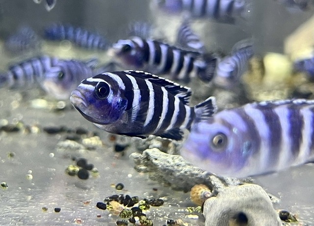 Ps.デマーソニー 6～7㎝ | 淡水（生体）,アフリカンシクリッド