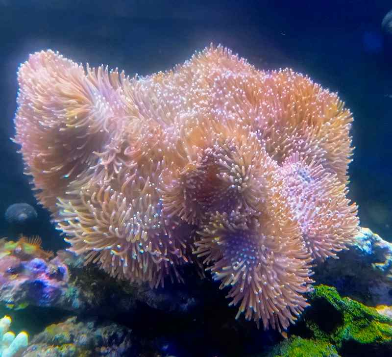 沖縄産 オオウミキノコ （ロングポリプ） Lサイズ | 海水（生体