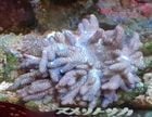 �֥꡼�ɡ��̥��ȥ�����M������
