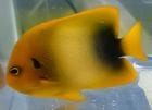 �����ʻ������եꥫ�̥�����cm�ޡ��ò�����