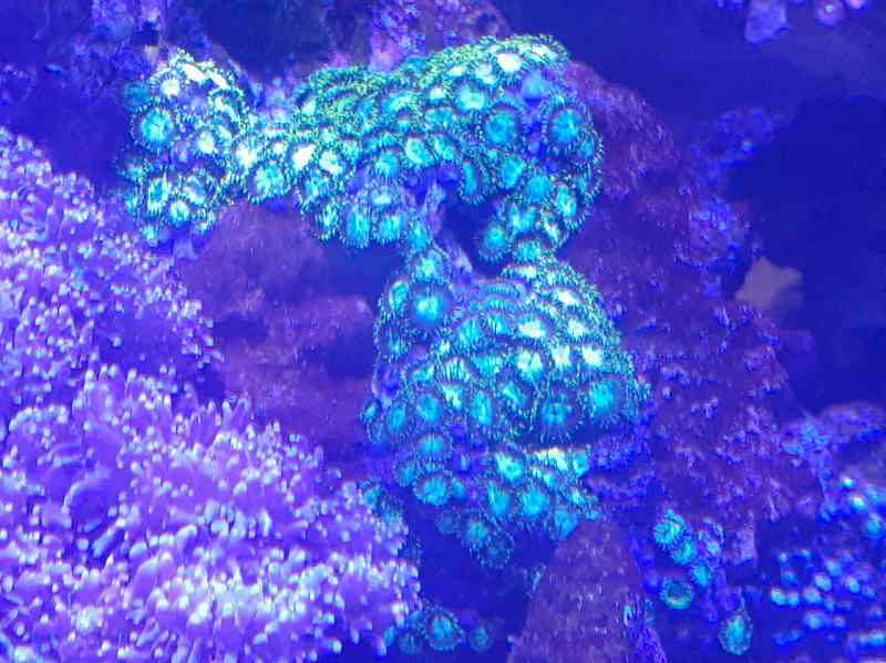 マメスナギンチャク グリーン Mサイズ | 海水（生体）,ソフトコーラル