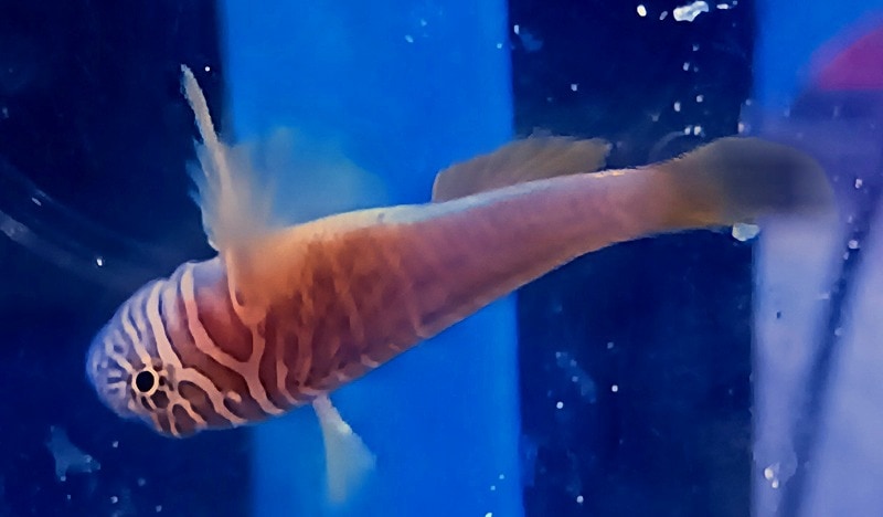 正規品 なみなみ水族館 淡水魚 海水魚 海獣 正規品 なみなみ水族館