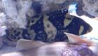 ���ѥ֥꡼�ɡ����㥤����ȥ��롼�ѡ���12cm��