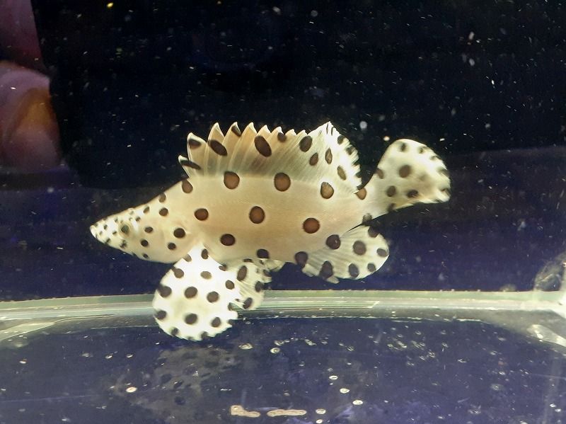 サラサハタ 8cm± | 海水（生体）,その他海水魚 | エキゾチック