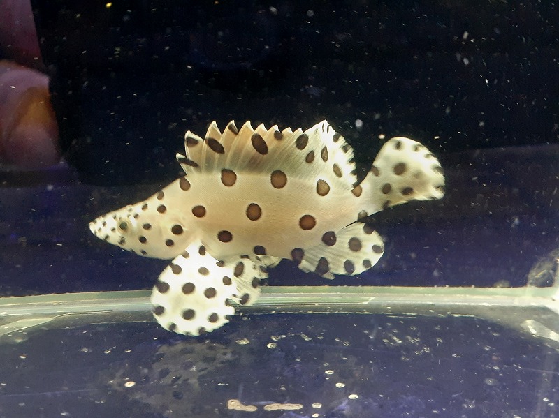 サラサハタ 8cm± | 海水（生体）,その他海水魚 | エキゾチック