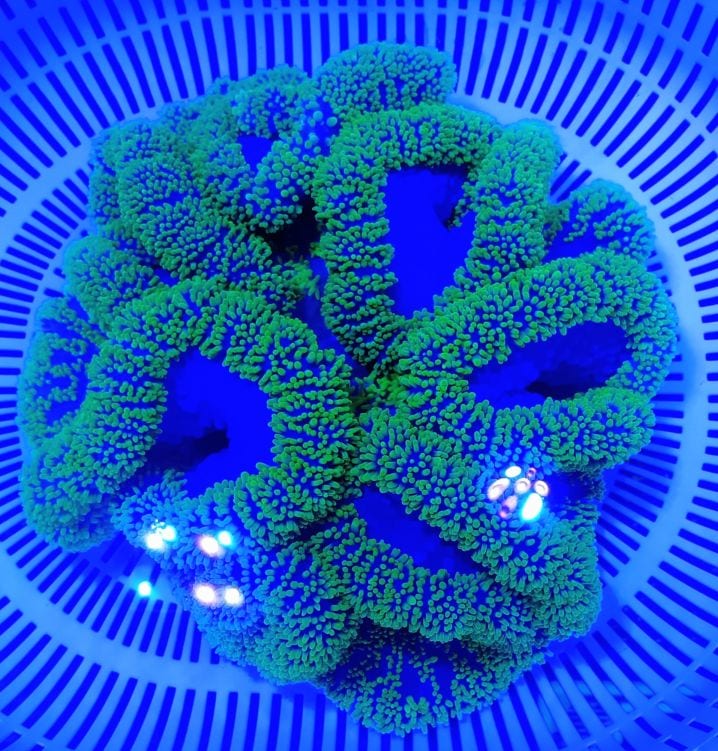 ベトナム産 ハタゴイソギンチャク メタリックグリーン 20㎝± | 海水